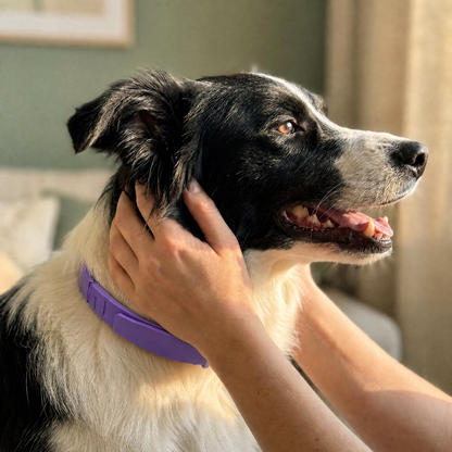 Malie™ Calming Collar